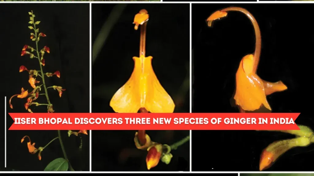 IISER Bhopal Discovers Three New Species of Ginger in India