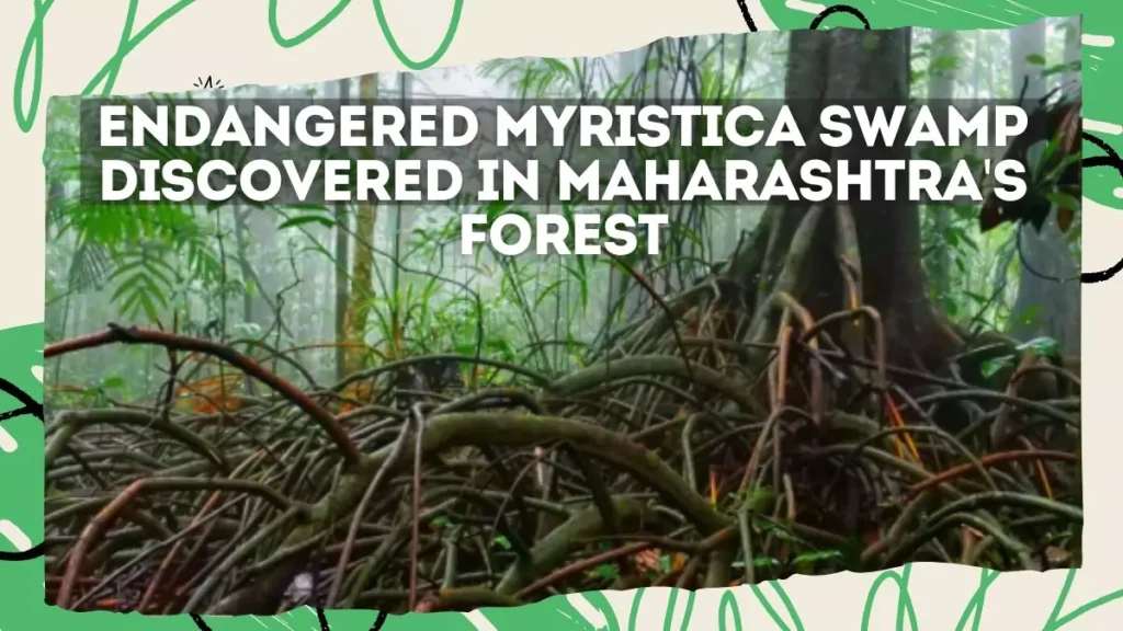 Endangered Myristica Swamp Discovered in Maharashtra's Forest