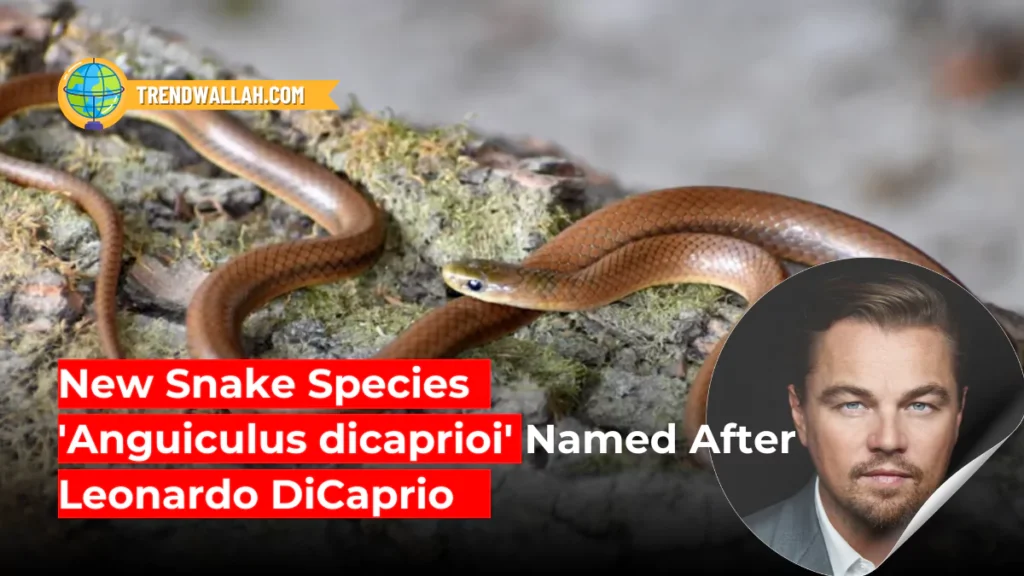 New Snake Species 'Anguiculus dicaprioi' Named After Leonardo DiCaprio
